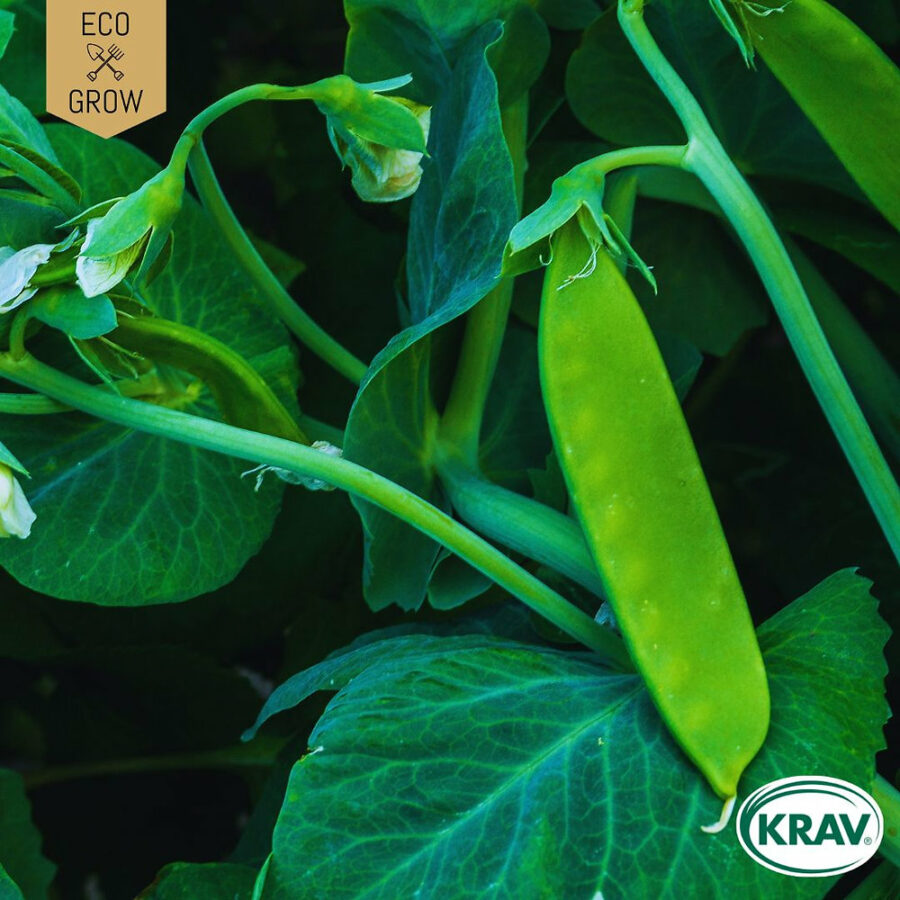 Eco Grow - Sockerärt 'Norli' KRAV - Bild 2