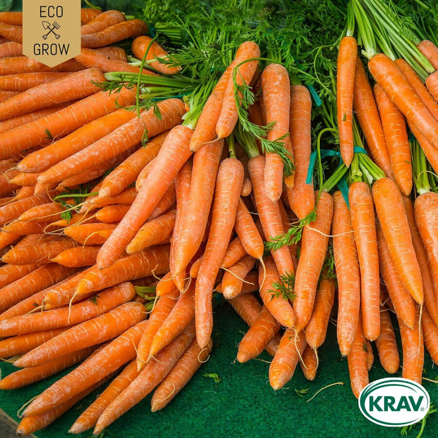 Eco Grow - Sommarmorot 'Nantaise 2' KRAV - Bild 2