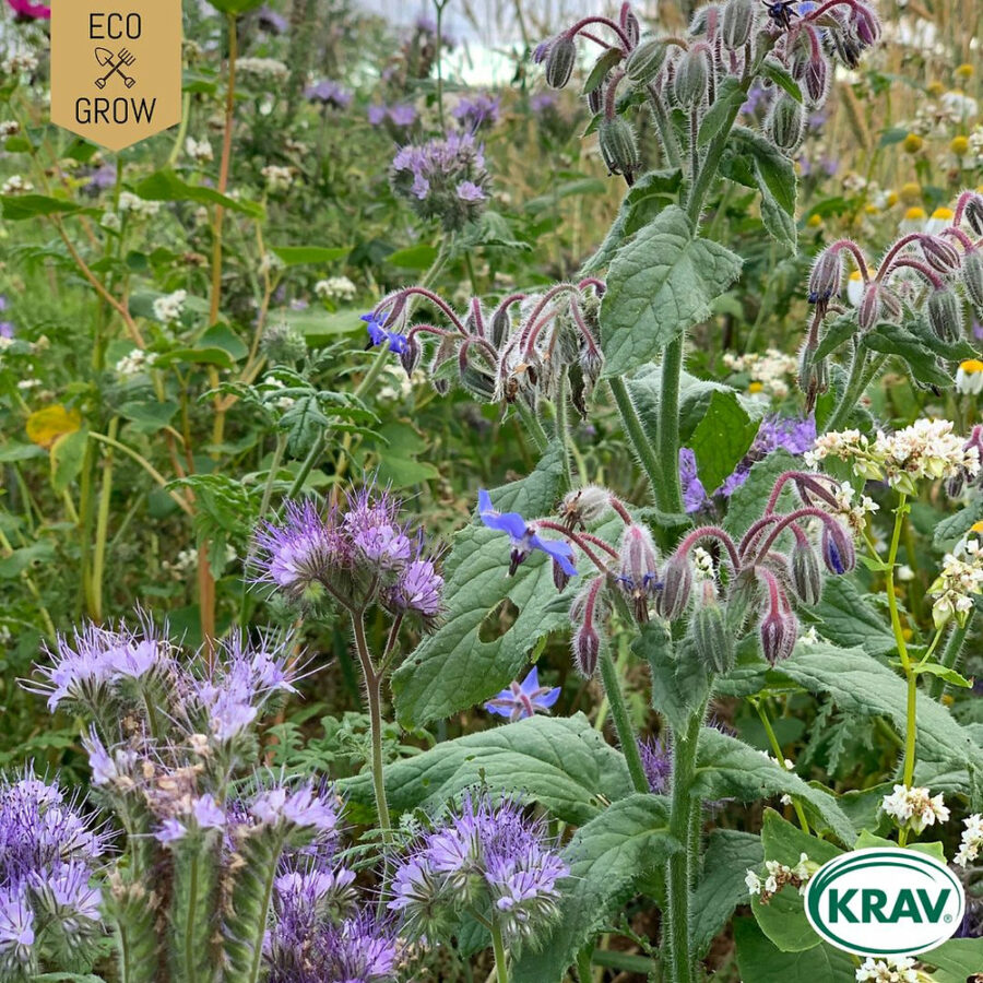 Eco Grow - Blomsteräng 'Tübingen Flower Mix' KRAV - Bild 2