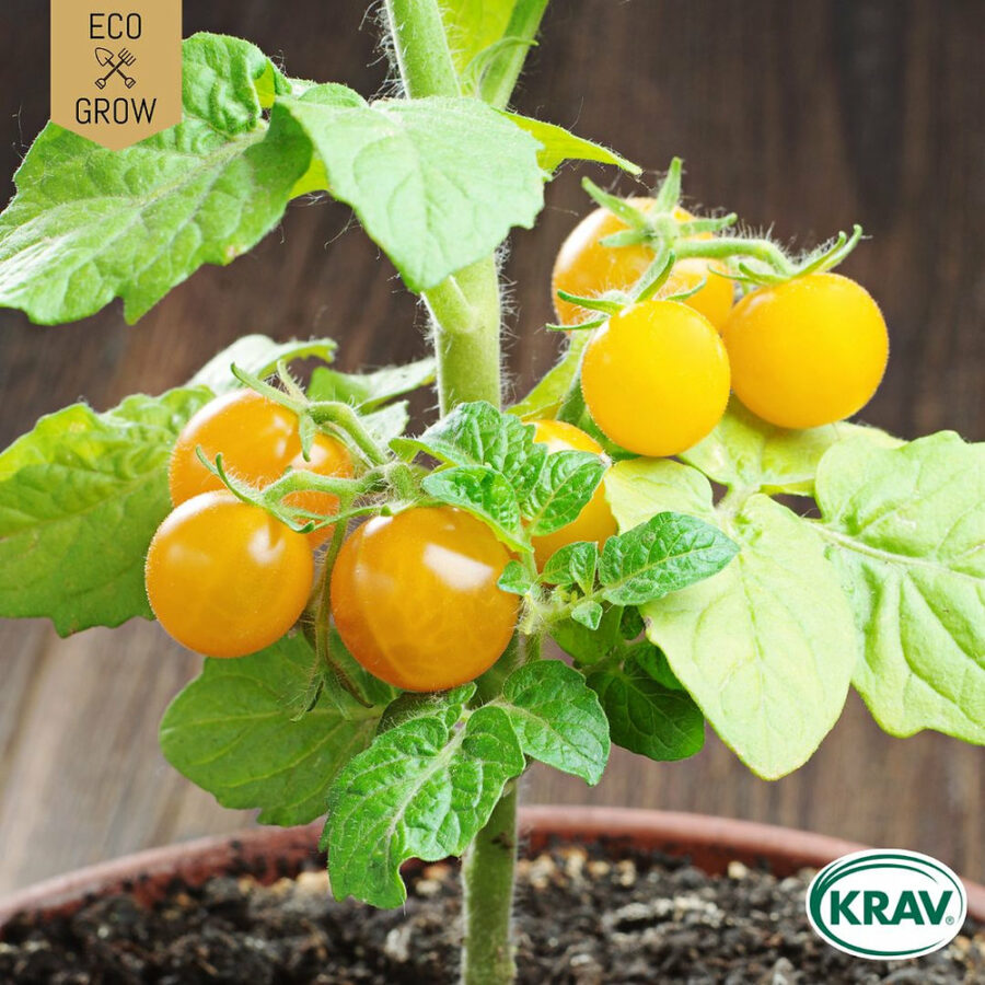 Eco Grow - Busktomat 'Boka' KRAV - Bild 2