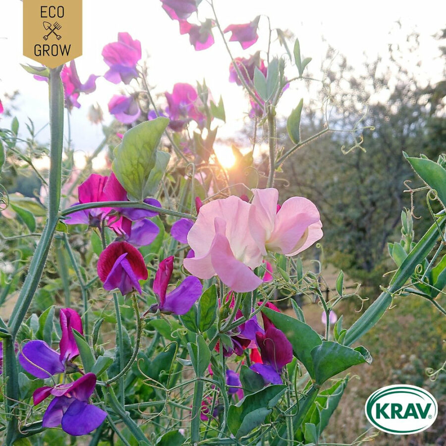 Eco Grow - Luktärt 'Spencer Mix' KRAV - Bild 2