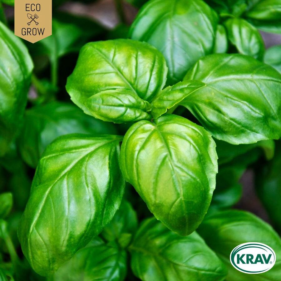 Eco Grow - Basilika 'Italiano Classico' KRAV - Bild 2