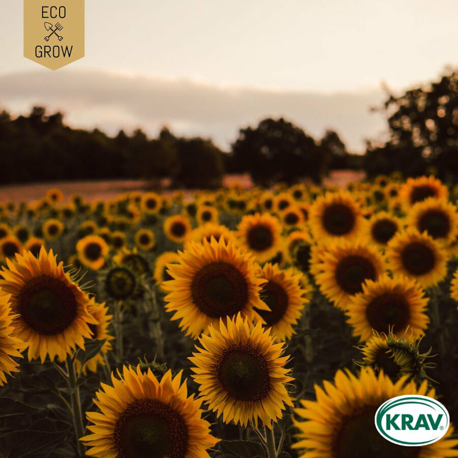Eco Grow - Solros 'Helianthus Annuus' KRAV - Bild 2