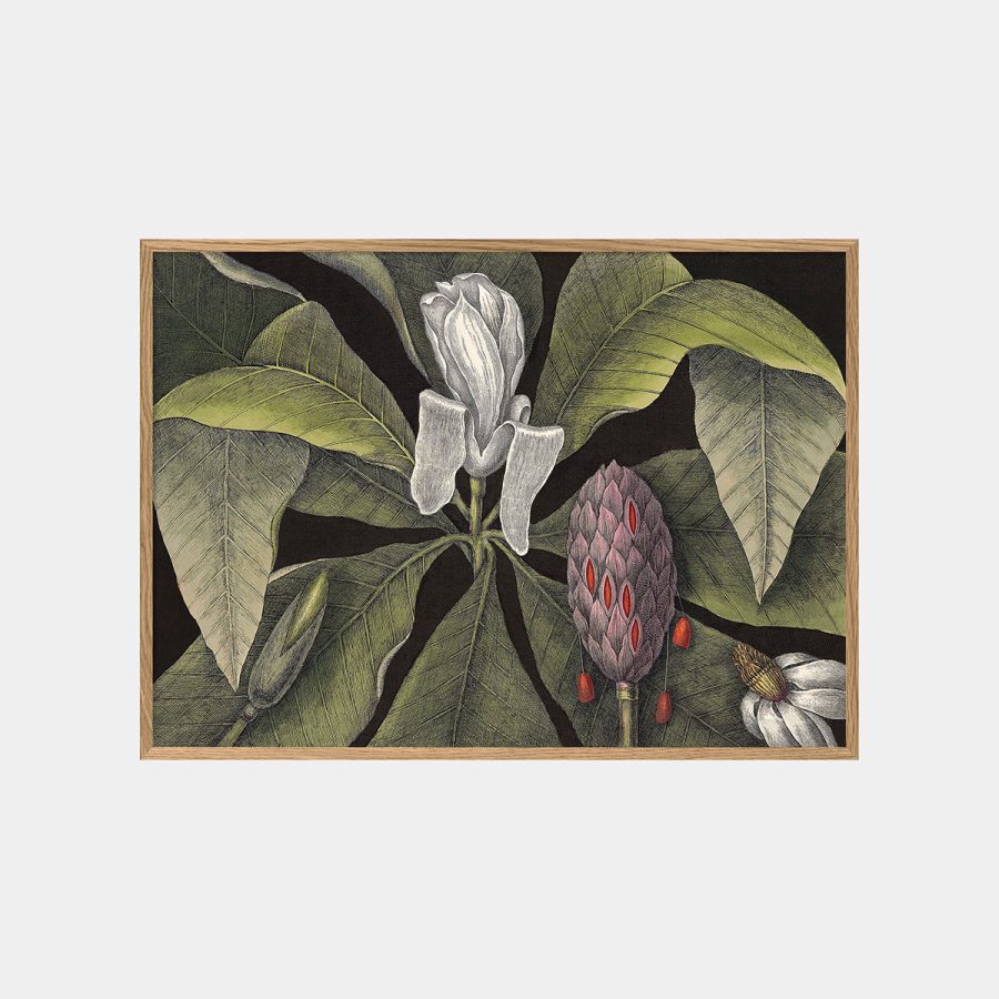 The Dybdahl Co - White Magnolia Bud 50 x 70 cm