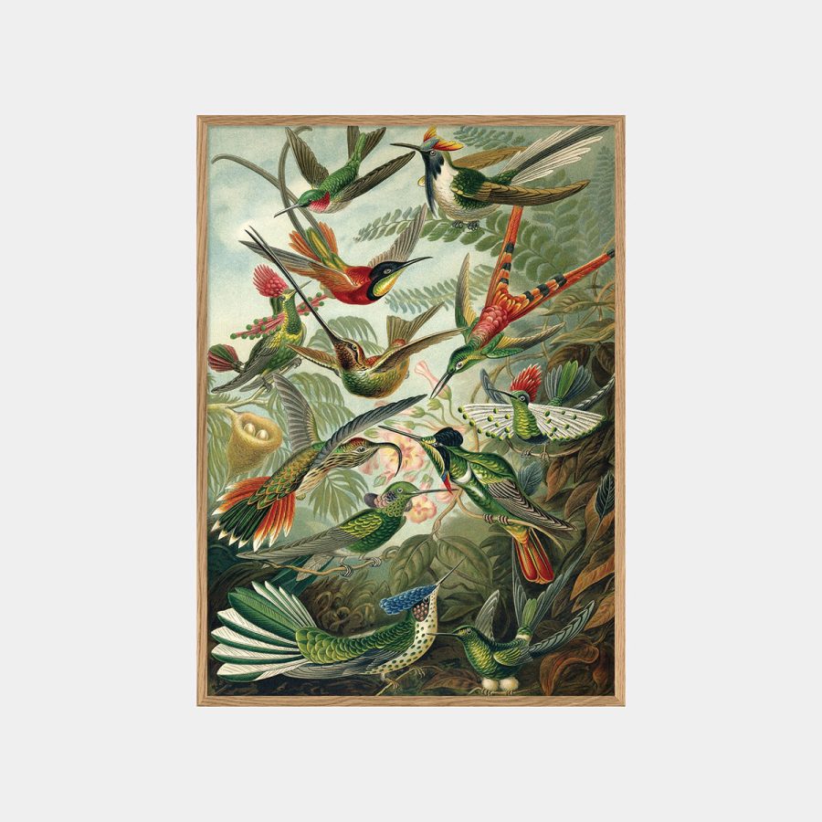 The Dybdahl Co - Trochilus 50 x 70 cm