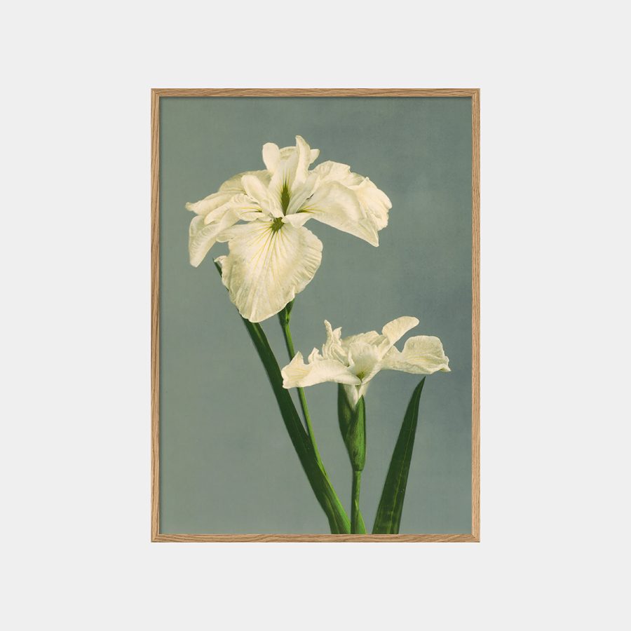 The Dybdahl Co - Iris Laevigata 50 x ’70 cm