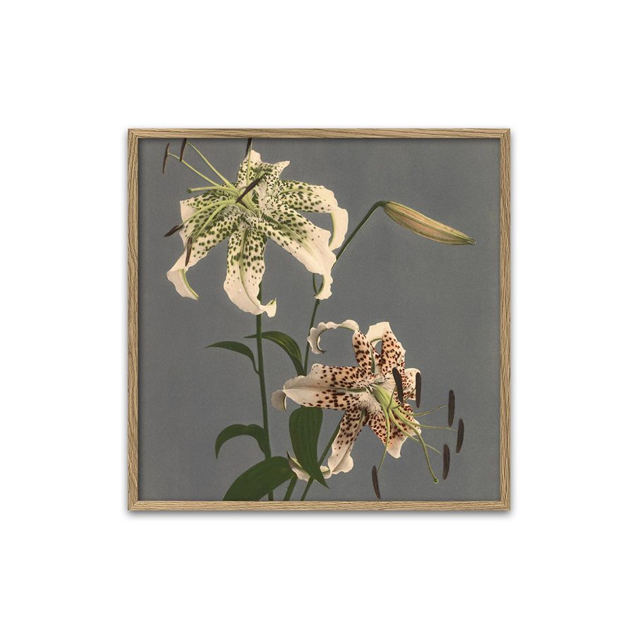 The Dybdahl Co - Lilium Speciosum 61 x 61 cm