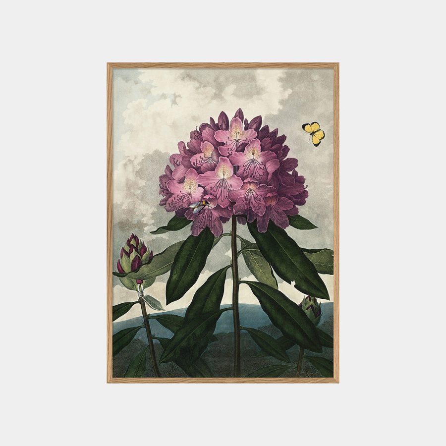 The Dybdahl Co - Enchanted Rhodonia 50 x 70 cm