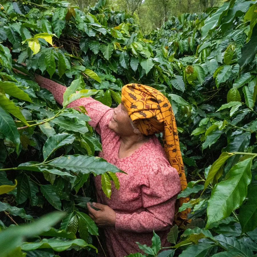 Gringo - Sumatra Kerinci Natural 250 g - Bild 2