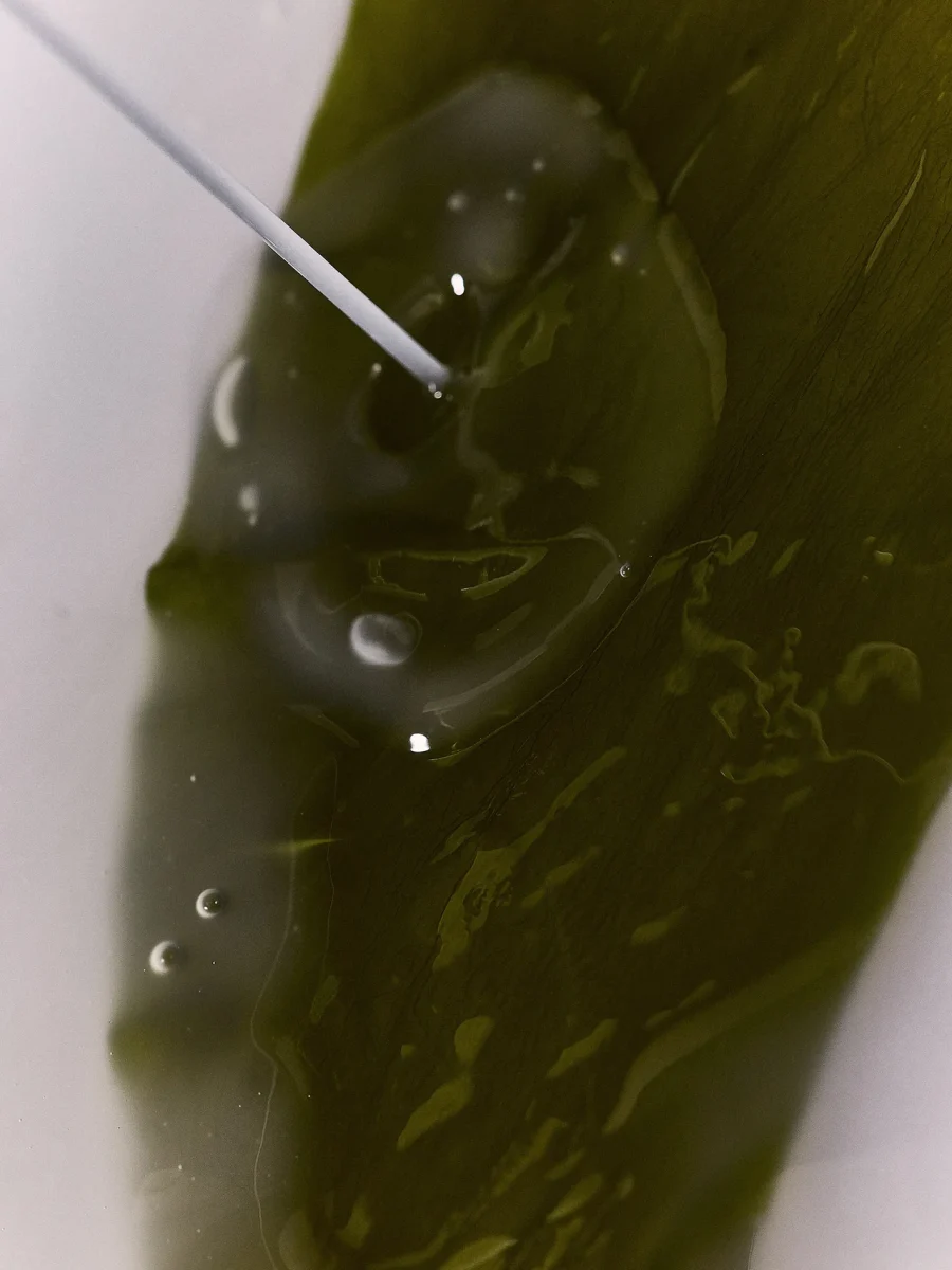 Whamisa - Algae Organic Kelp Mask 6g - Bild 3