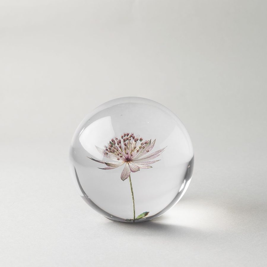 Paper Weight Botanical Astrantia 8cm