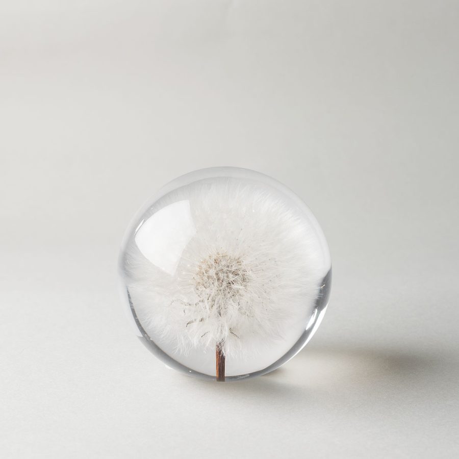 Paper Weight Botanical Dandelion 8cm
