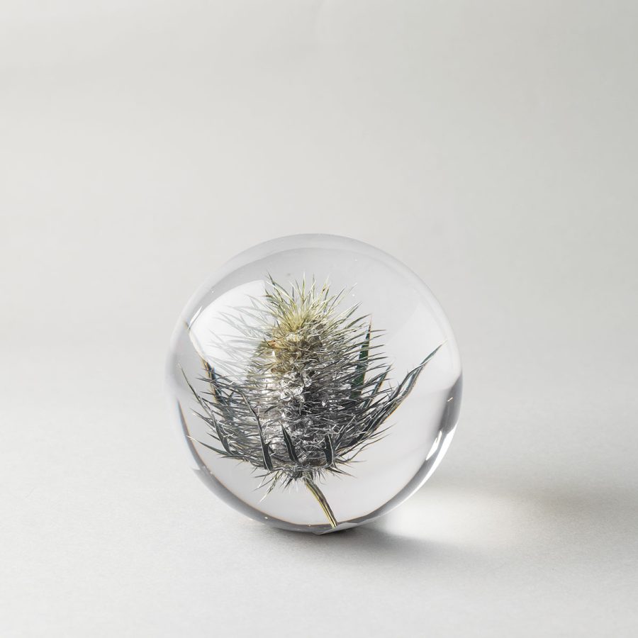 Paper Weight Botanical Eryngo 8cm