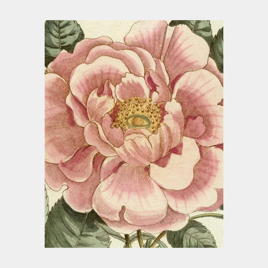 John Derian - Picture Book II