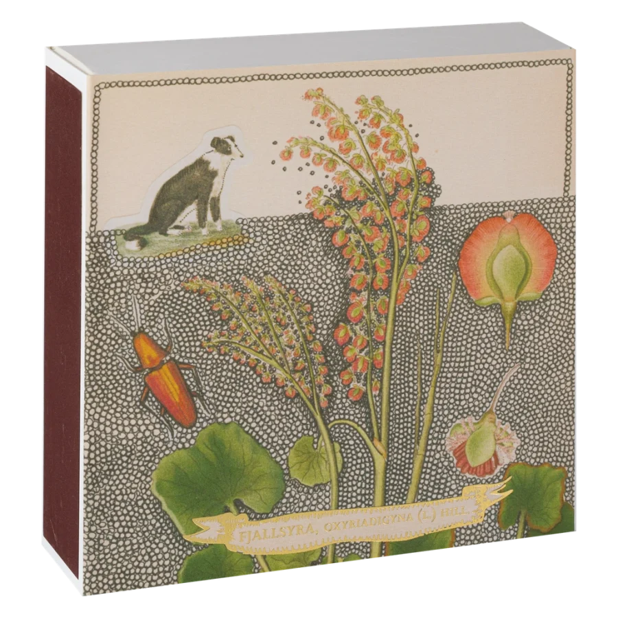 Archivist Gallery - Tändsticksask Chien Botanical Drawing