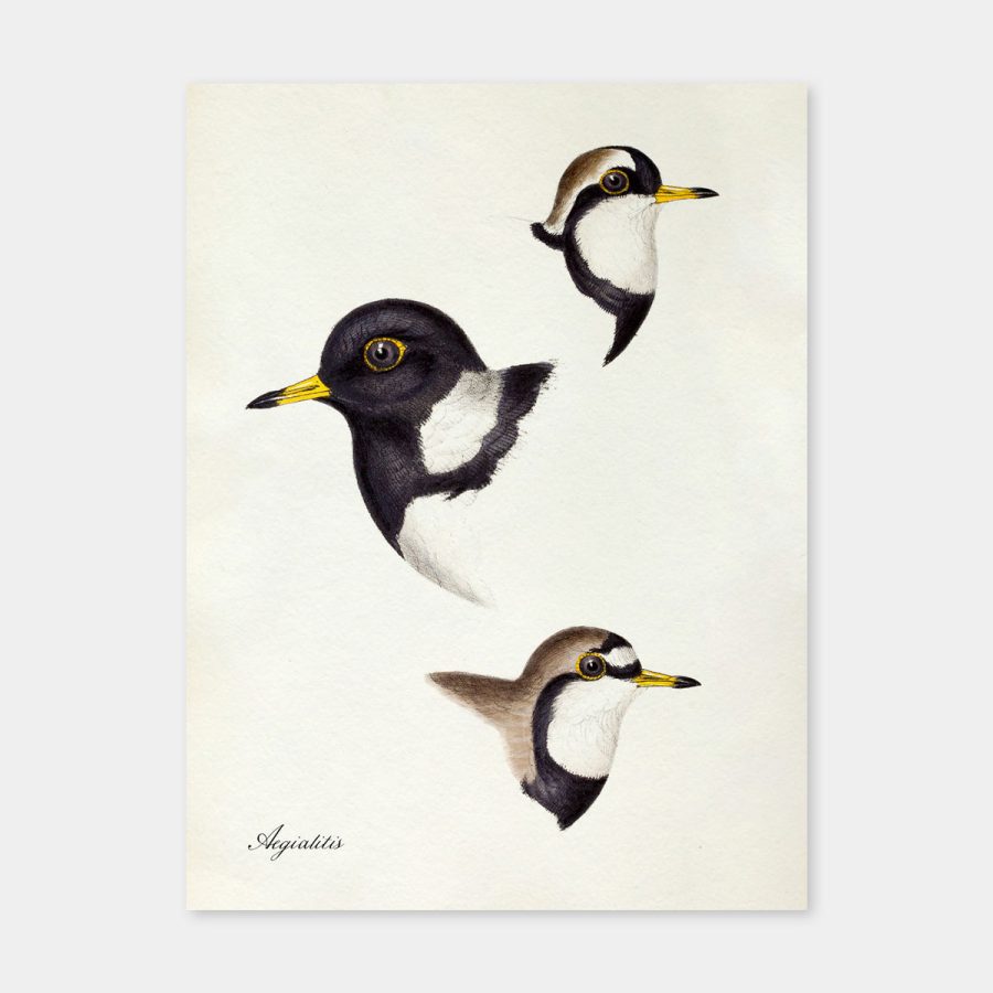 The Dybdahl Co – Aegialitis - Plover 30 x 40 cm