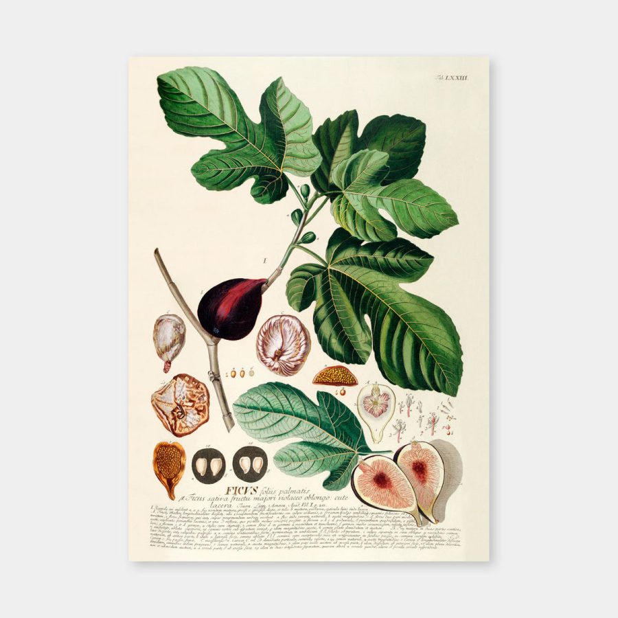 The Dybdahl Co – Ficus Foliis Palmatis 30 x 40 cm