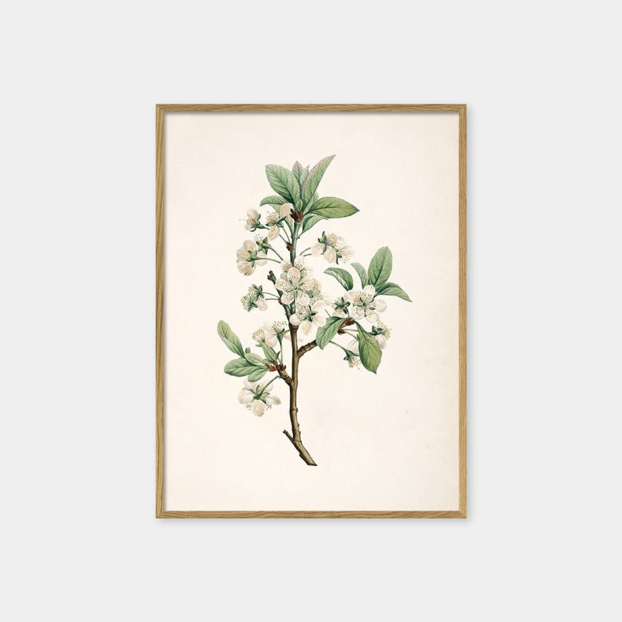 The Dybdahl Co – Prunus Domestica 15 x 21 cm med ekram