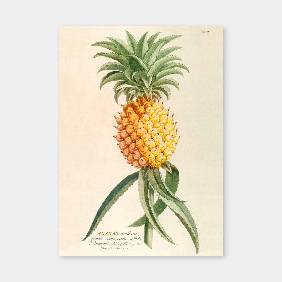 The Dybdahl Co – Ananas Aculeatus 30 x 40 cm