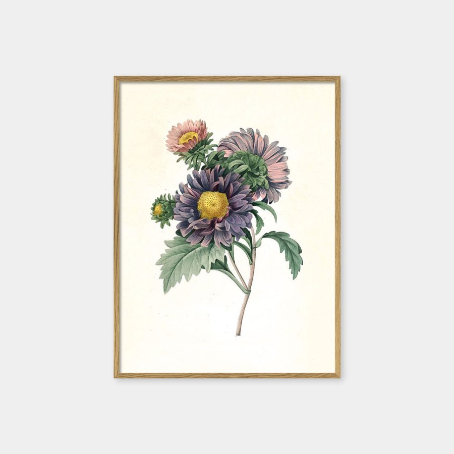 The Dybdahl Co – Aster Chinensis 15 x 21 cm med ekram
