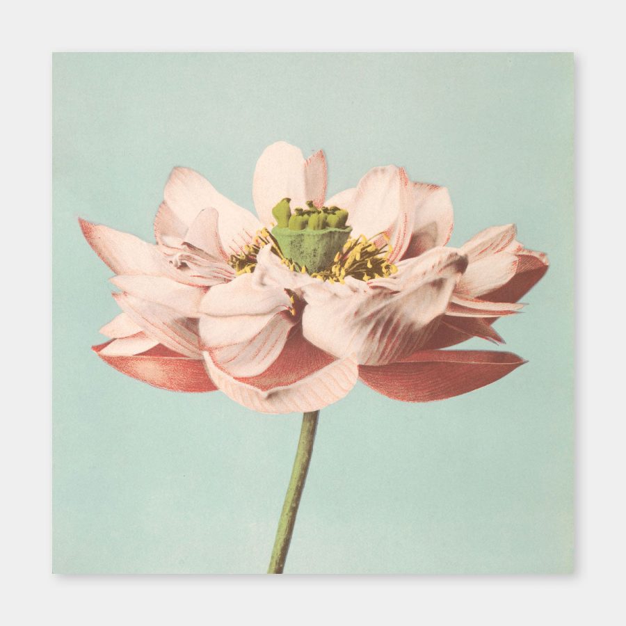 The Dybdahl Co – Lotus Flower Blooming 100 x 100 cm