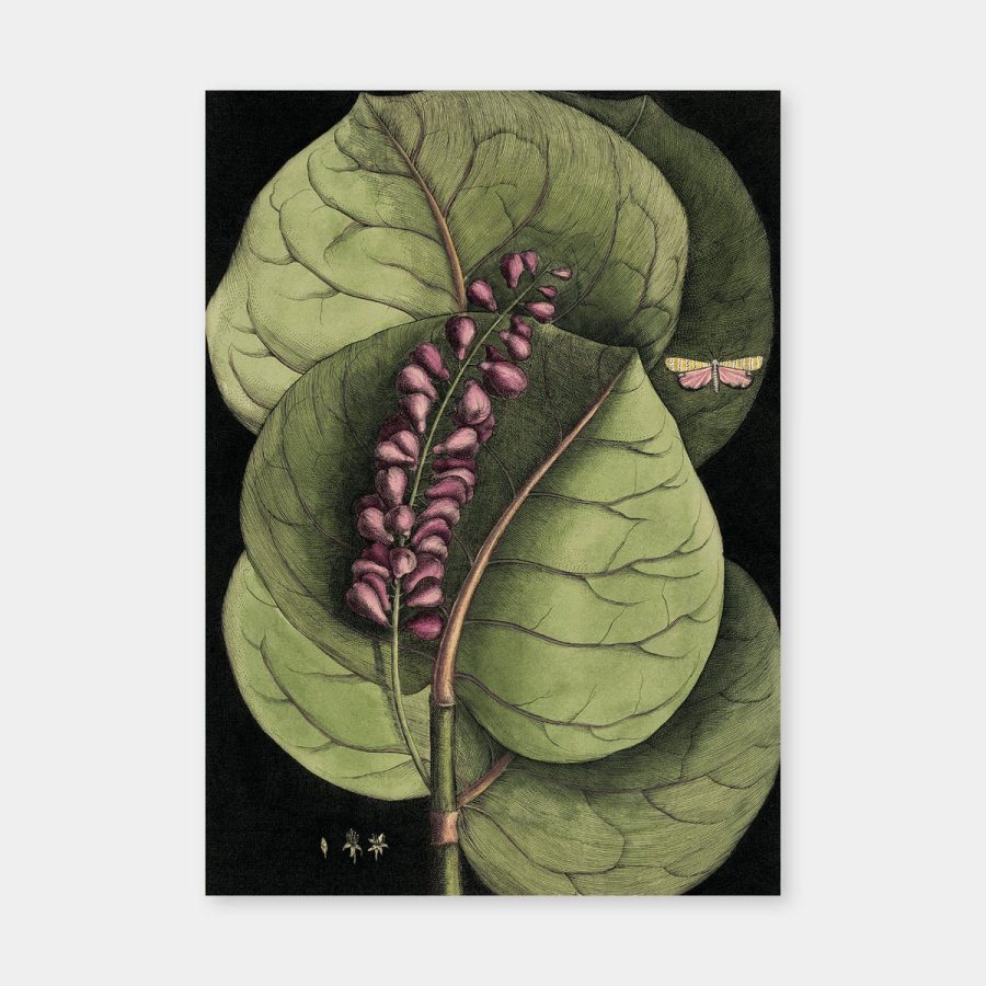 The Dybdahl Co – Mangrove Grape 50 x 70 cm