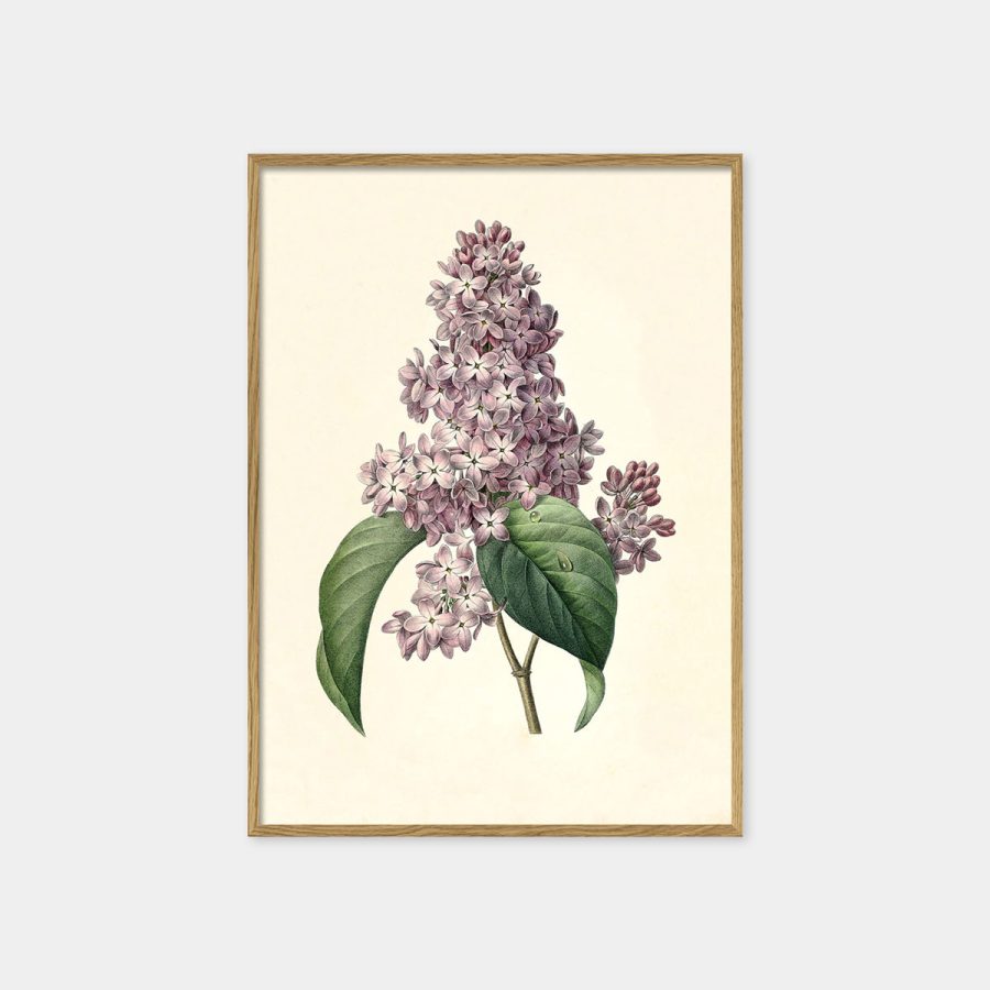 The Dybdahl Co – Syringa Vulgaris 15 x 21 cm med ekram