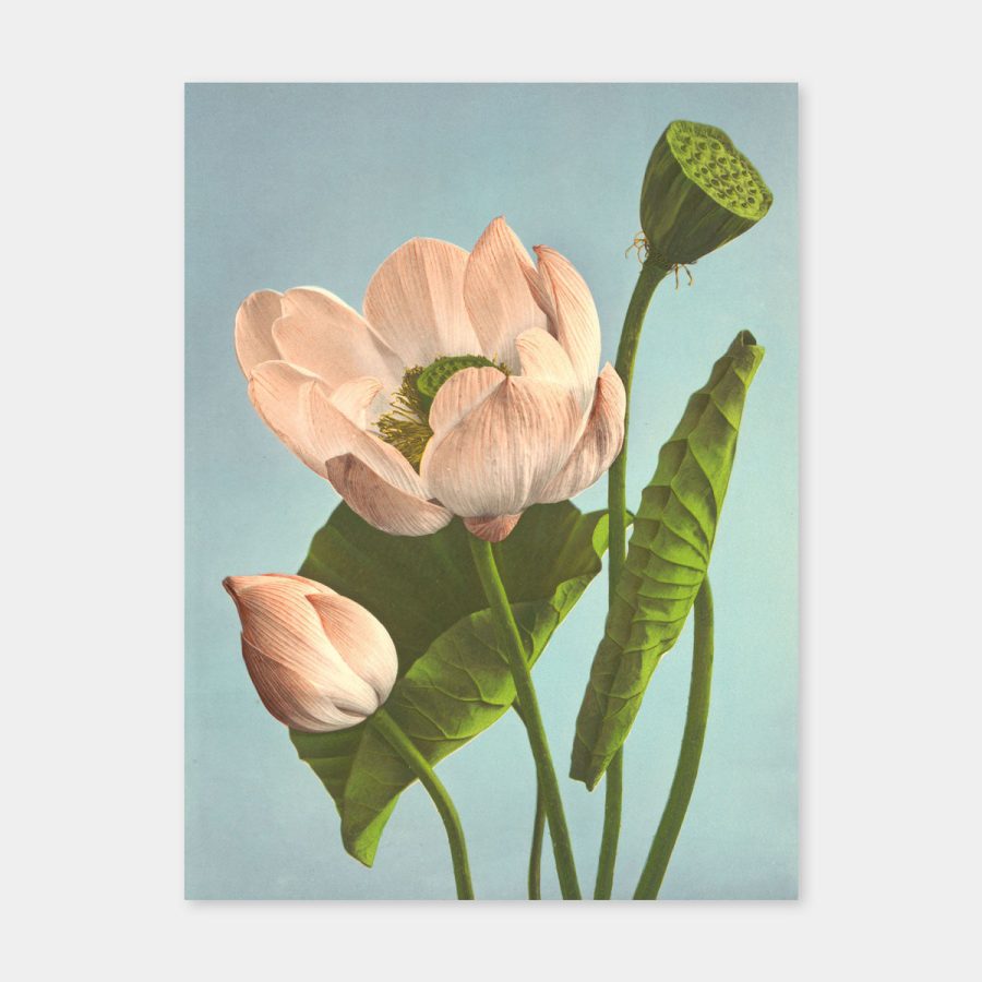 The Dybdahl Co – Triple Lotus 50 x 70 cm