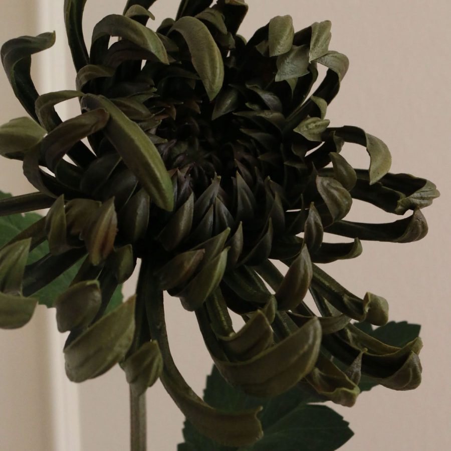 Aura - Spider Chrysanthemum Mörkgrön