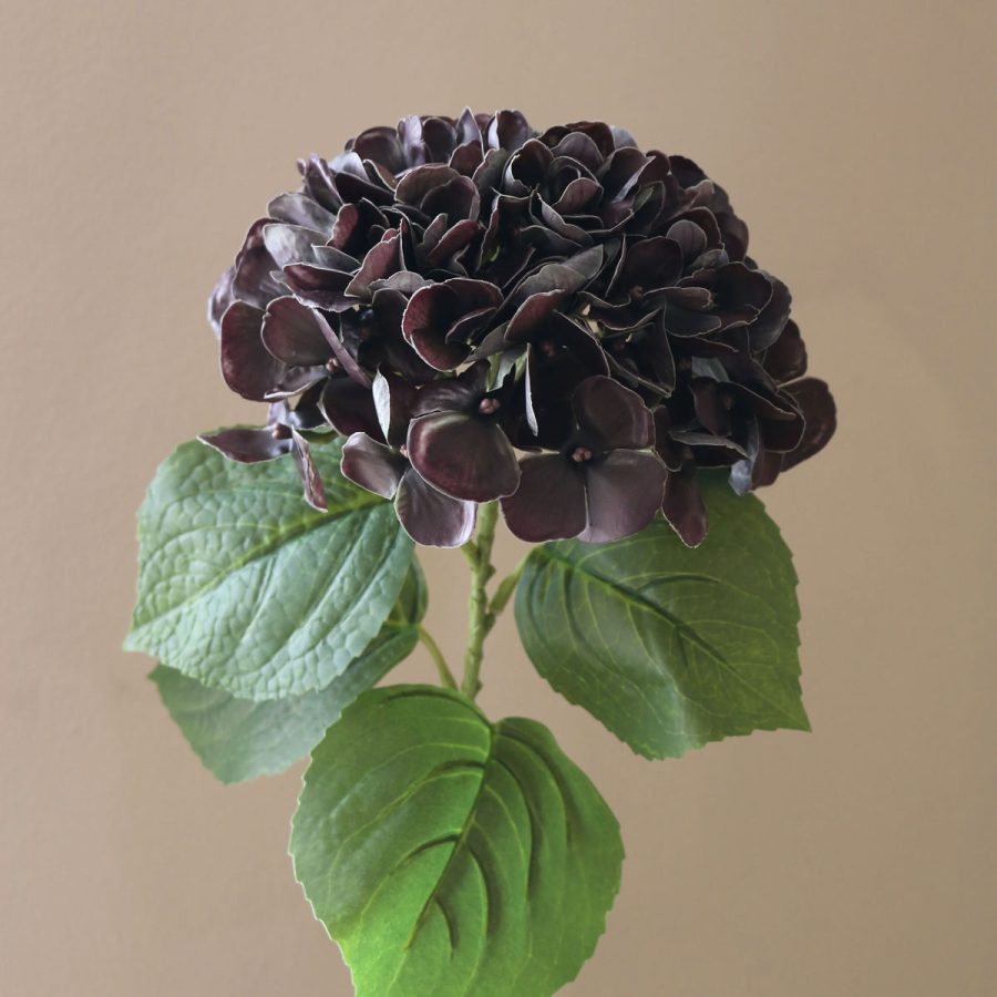 Aura - Hortensia Svart