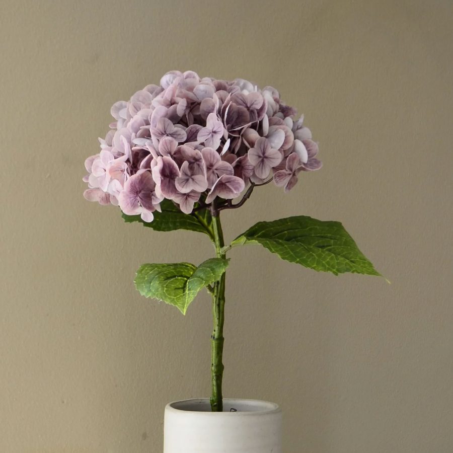 Aura - Hortensia Rosa