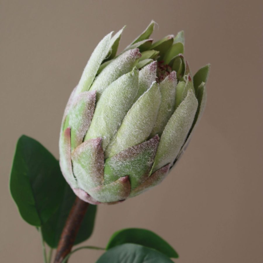 Aura - Protea