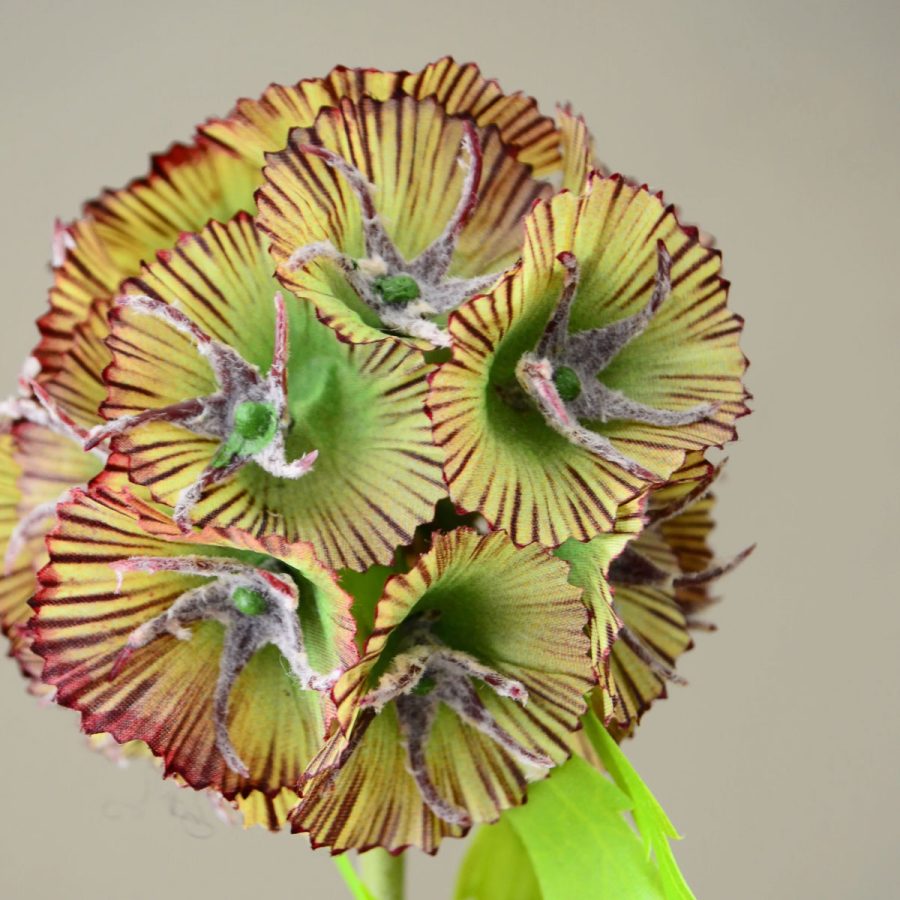 Aura - Scabiosa Brun
