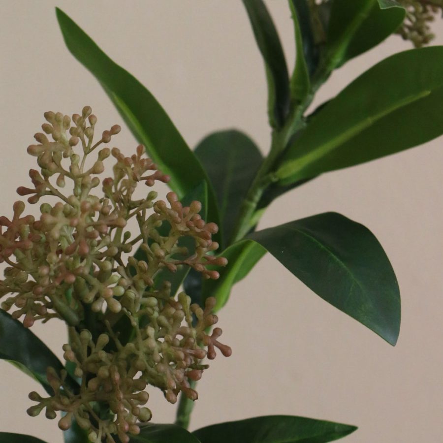 Aura - Skimmia